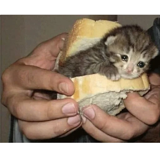 кот, кошки, котики, бутерброд котенком, котенок ест бутерброд