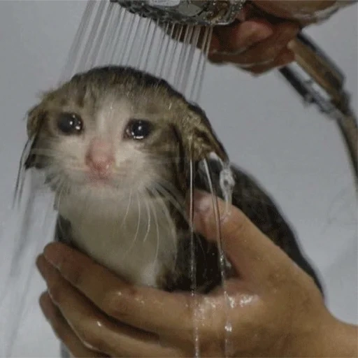 кошка, котик, мокрый кот мем, милые котики смешные, плачущий кот под душем