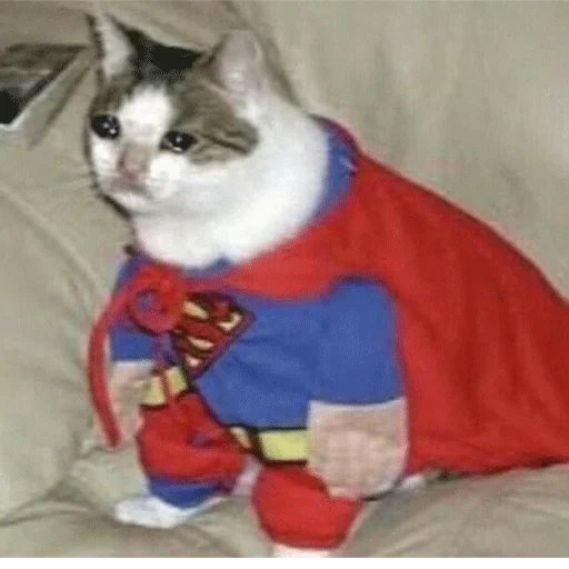супергерой кот, котик супергерой, кошка костюме суперм, кот костюме супергероя, коты костюмах супергероев