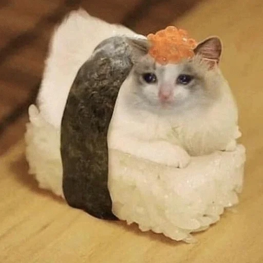 суши, суши кот, sushi cat, суши роллы, роллы приколы