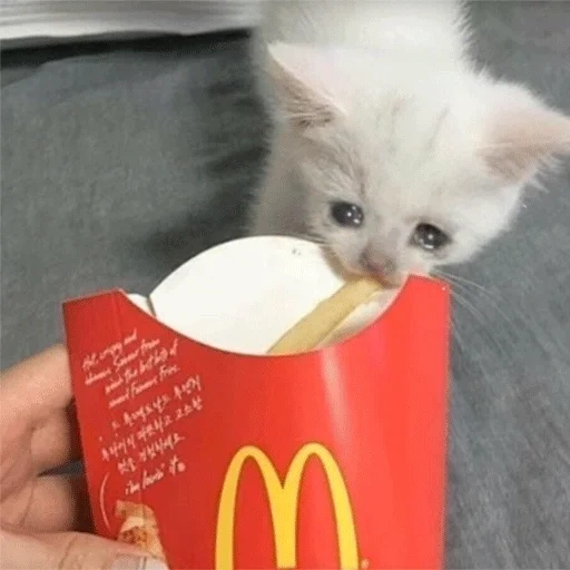 кошка, cat memme, cat fries, мем котенок пакетом, милые котики смешные
