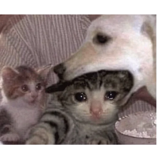 кот, котик, кот мем, мемы котами, мемы котиками про любовь