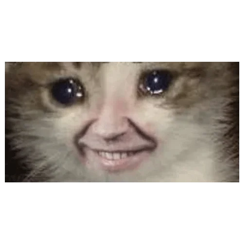 плачущий кот, плачущий кот мем, плачущие коты мемы