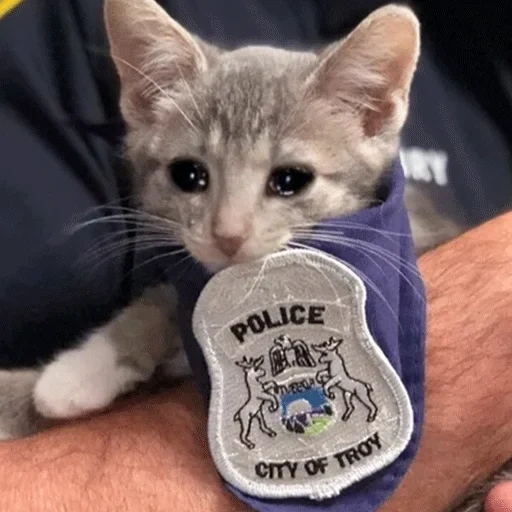 cat, кот, кошка, животные, полицейский кот