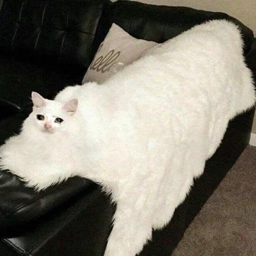 кот, пушистый кот, ангора кошка, белый пушистый кот, турецкая ангора кошка