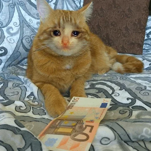 кот, котик, кот кот, кот рыжий, рыжий кот деньгами