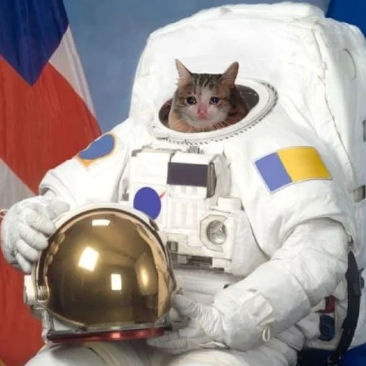 кот космонавт, котик скафандре, кошка космонавт, кошка астронавт, первая кошка космонавт