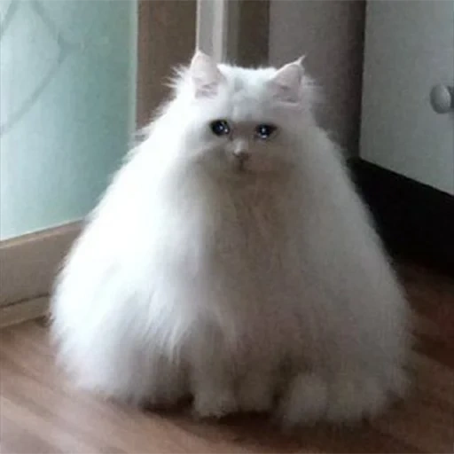 пушистый, персидский кот, персидская кошка, гималайская кошка, белый персидский кот