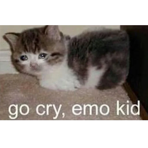 кот, кошка, кошечка, эмо котенок, go cry emo kid