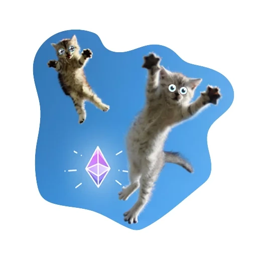 кот, кошка прыжке, прыгающий кот, летающие коты, прыгающая кошка