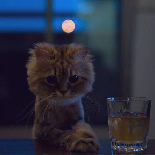 кот грустит, кот бокалом, грустный котик, животные милые, котенок грустный