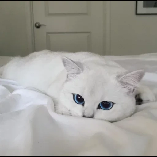 кот коби, белая кошка, белый кот голубыми глазами, кот коби британская шиншилла, белая кошка голубыми глазами коби