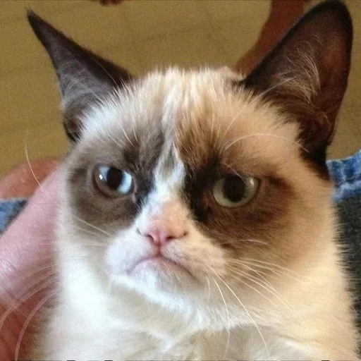 хмурый кот, угрюмый кот, грустный кот мем, недовольный кот мем, самый недовольный кот