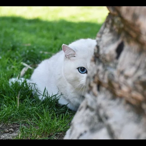 кот, кошка, кот коби, животные, кошка белая