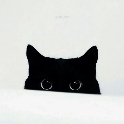 кот, black cat, черный кот, котики черные, черный кот выглядывает