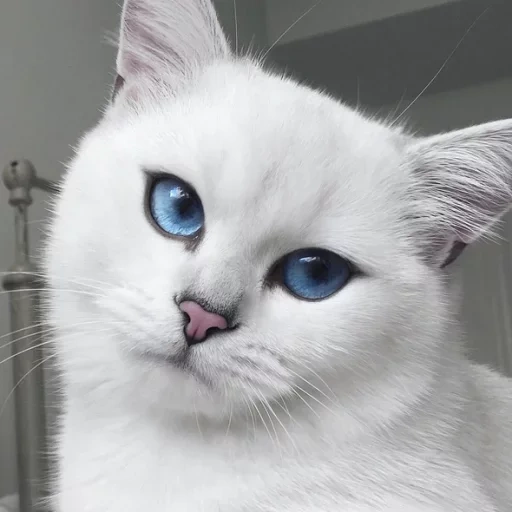 кот коби, коби кошка, шиншилла пойнт коби, белый кот голубыми глазами, белая кошка голубыми глазами