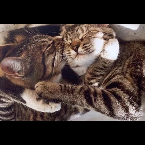 кот, кошка, кошки обнимашки, обнимающиеся котики, коты обнимаются крепко