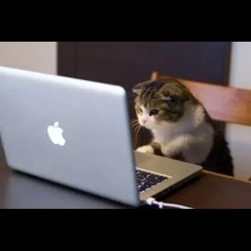 котики, dell g5 белый, кот компьютером, котик за ноутбуком, локтионова ева казань