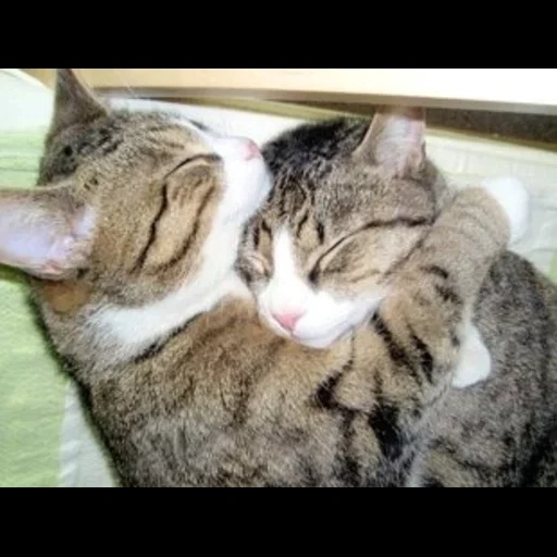 кошка, кошки нежность, кошки обнимашки, обнимающиеся коты, обнимающиеся котики