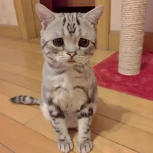 кот грустный, грустная кошка, грустный котик, самый грустный кот, грустный кот порода