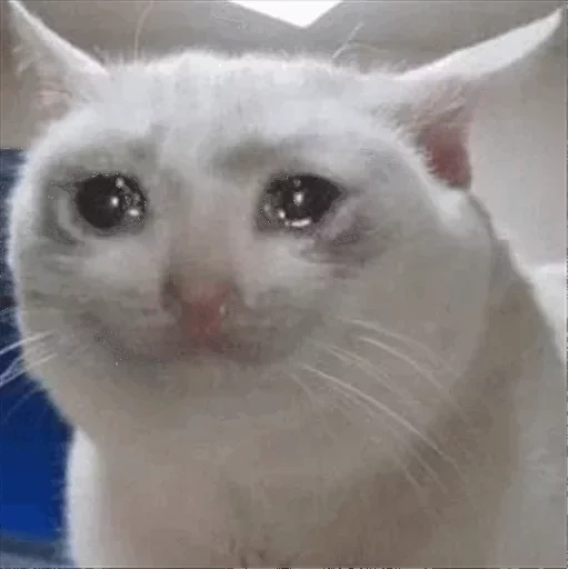 котик мем, мем плачущий кот, кошка плачет мем, плачущие коты мемы, грустный котик мем