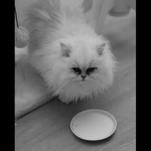 кот кот, персидская кошка, белая пушистая кошка, длинношерстные кошки, белая персидская кошка