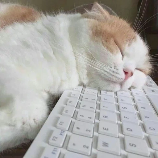 кот, сонный кот, милые котики, уставший кот, уставший котик
