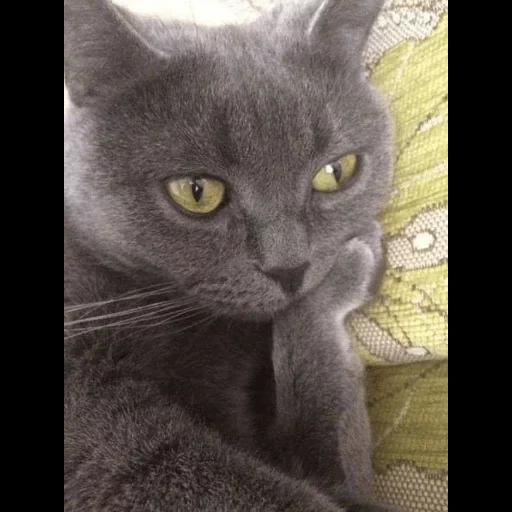кот, кошка, кот серый, серая кошка, британская короткошёрстная кошка