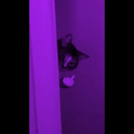 kucing, anak kucing kitty, latar belakang violet, anak kucing mengantuk, anak kucing yang menawan