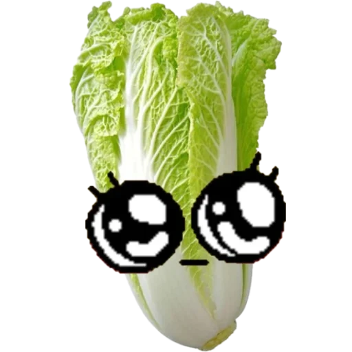 cabbage, lettuce leaves, chinese cabbage, beijing cabbage, chinese cabbage salad