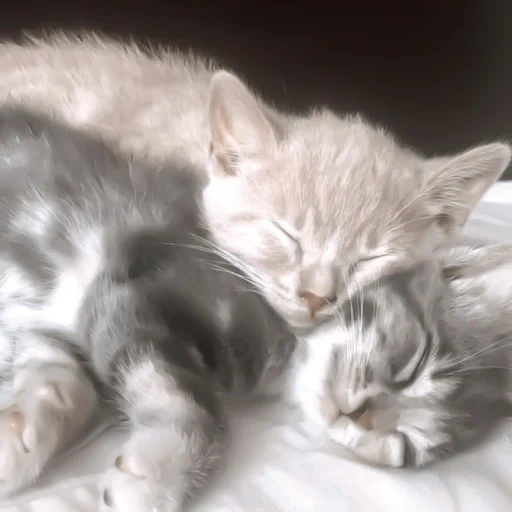 kitten, kitty cat, grey kitten, cats, sweet kitten