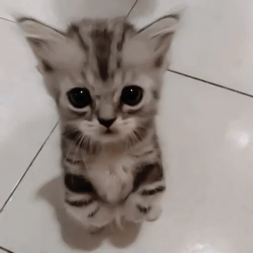 kucing, meme anak kucing, kucing lucu, anak kucing kitty, kucing lucu itu lucu