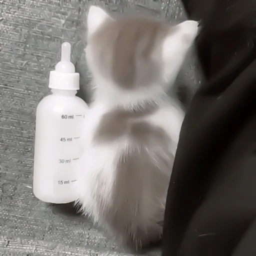 chat, une bouteille de chatons, une bouteille de chatons, une bouteille de chatons d'alimentation, bouteille hartz de chiots de chatons nouveau-nés au mamelon