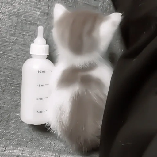 die katze, flasche für kätzchen, babyflasche für kätzchen, fütterungsflasche für kätzchen, harz flasche schnuller neugeborene kätzchen welpen flasche schnuller flasche schnuller baby baby