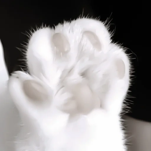 paw, fluffy, cat's paw, a lovely animal, a charming kitten