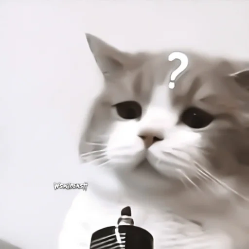cat, seal, tenor cat, meme cat, cute cat meme