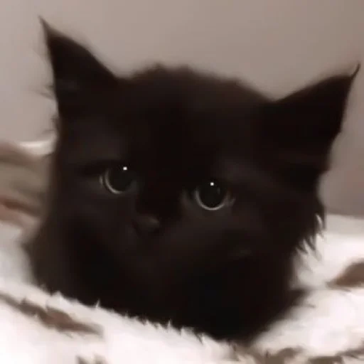 gatto, gatto nero, gatti carini, gattino nero, gattini affascinanti