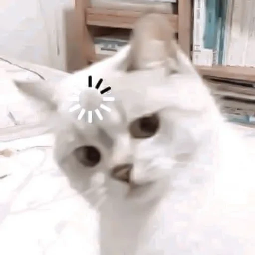 кот, котик, nana cat, котик мем, белая кошка