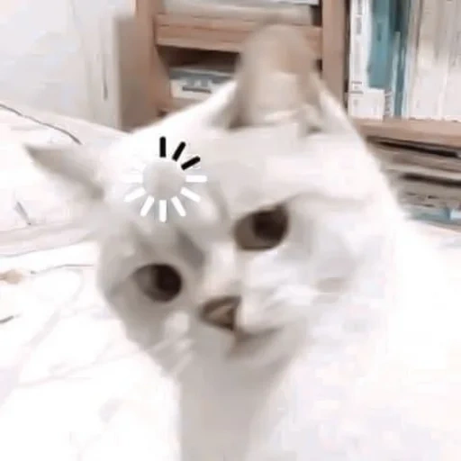 gatto, gatto, nana cat, meme gattino, gatto bianco