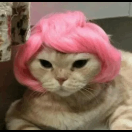 кошка парике, котик розовый, розовая кошка, тёмно розовый кот, кошка розовом парике
