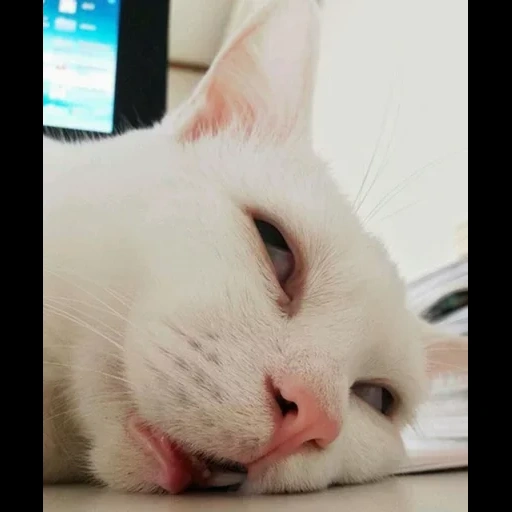 кот, милые котики, уставший кот, смешной белый кот, милый сонный котик