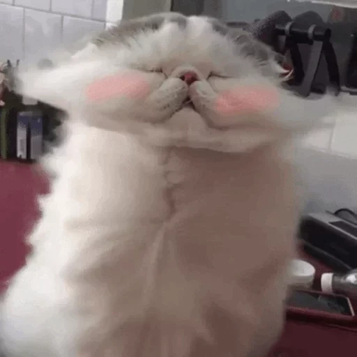 кот кот, котики смешные, милые котики смешные, смешные пушистые коты, персидская кошка улыбается