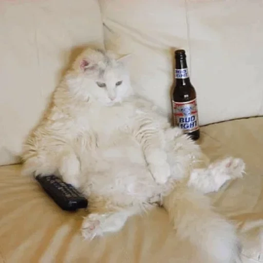 кот, кот пивом, кот стасик, толстый кот, пьяные коты