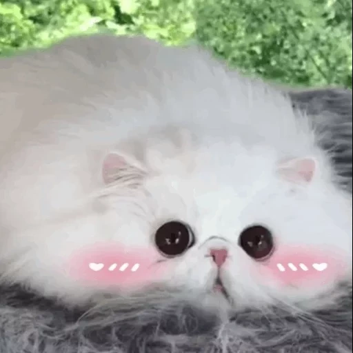 кот пушистый, котик розовый, персидская кошка, экзотическая кошка, белый персидский котенок