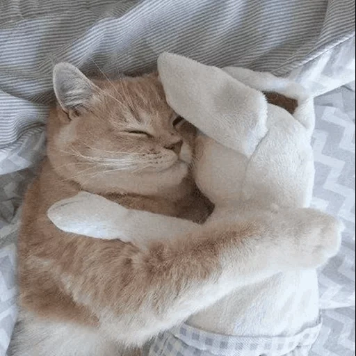 кот, котик, сон кошки, кот обнимашка, котики обнимаются утро