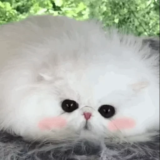 пушистый кот, пушистая пуська, персидская кошка, белый персидский котенок, экзотические пушистые животные