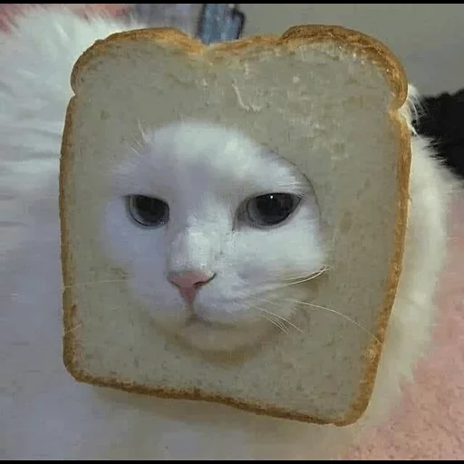 кот хлеб, хлебушек, кот хлебушек, мем милый котик, милые котики смешные