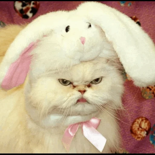 bunny, кролик кот, злой кот пикча, недовольный кролик, кот заячьими ушами