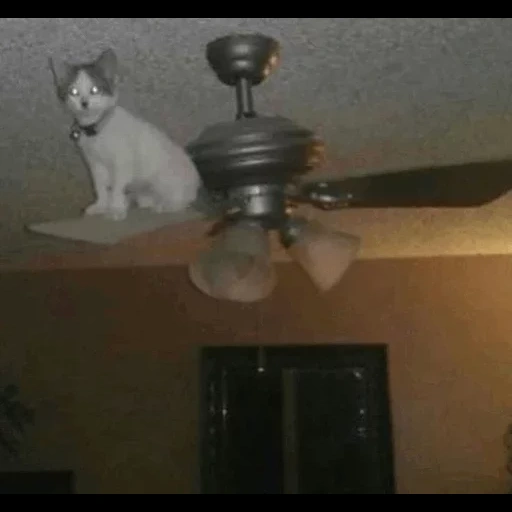 кот люстре, ceiling cat, кот натяжной потолок, коты подвесные потолки, люстра-вентилятор aura pt-3946