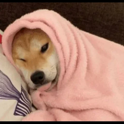 snuggle, сиба ину, shiba inu, самые милые животные, милые собачки надписями